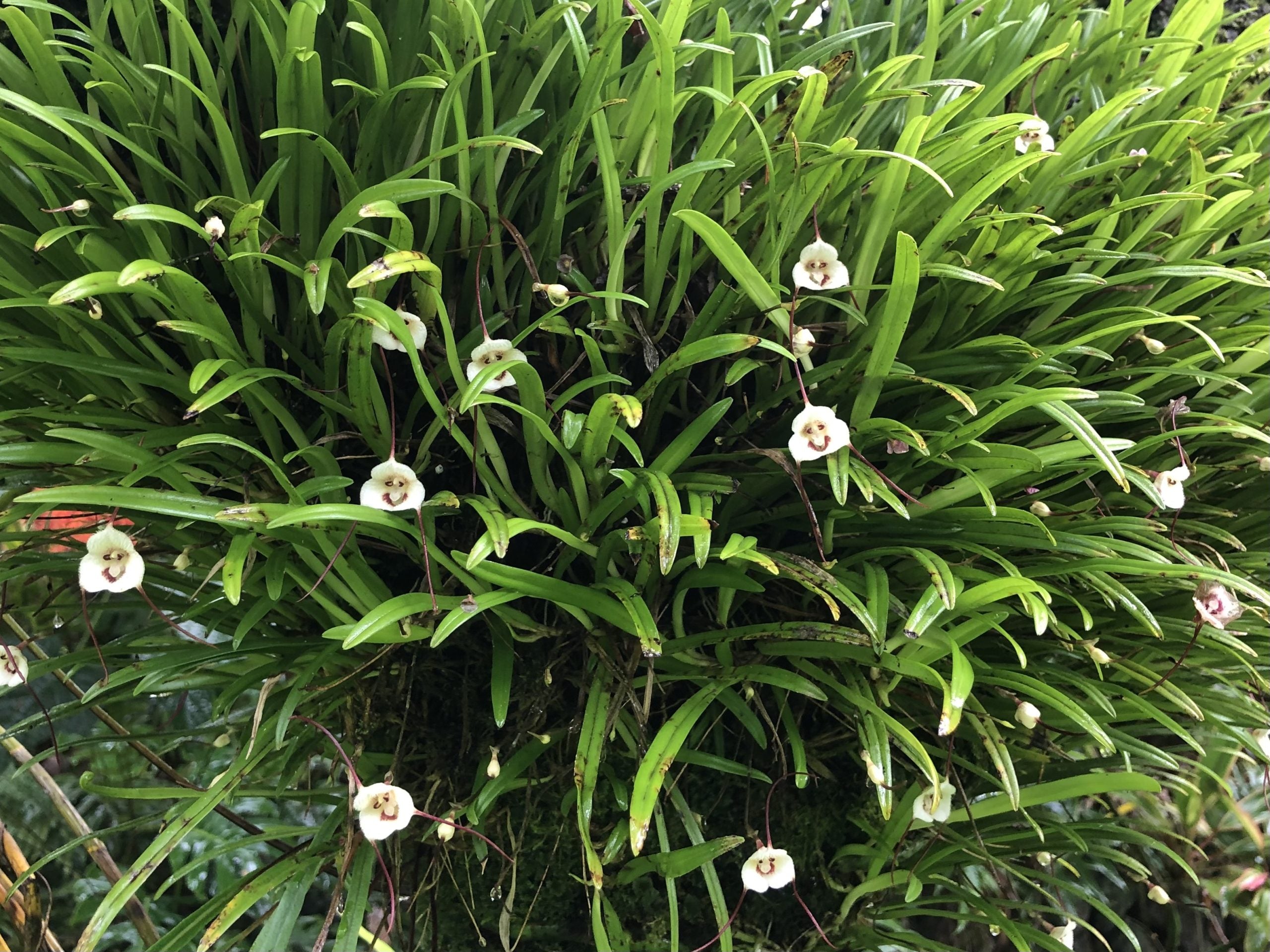 dracula lily flower Dracula lotax 'Dean's One' AM/AOS – Kaleialoha Orchid Farm Inc