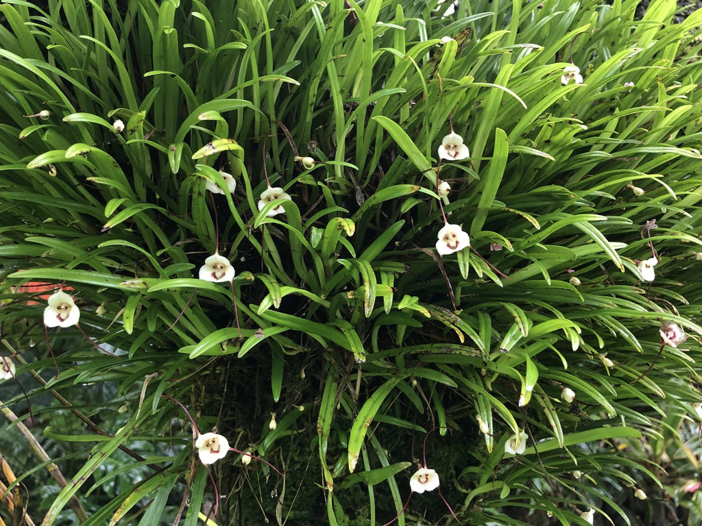 Dracula lotax ‘Dean’s One’ AM/AOS image 1