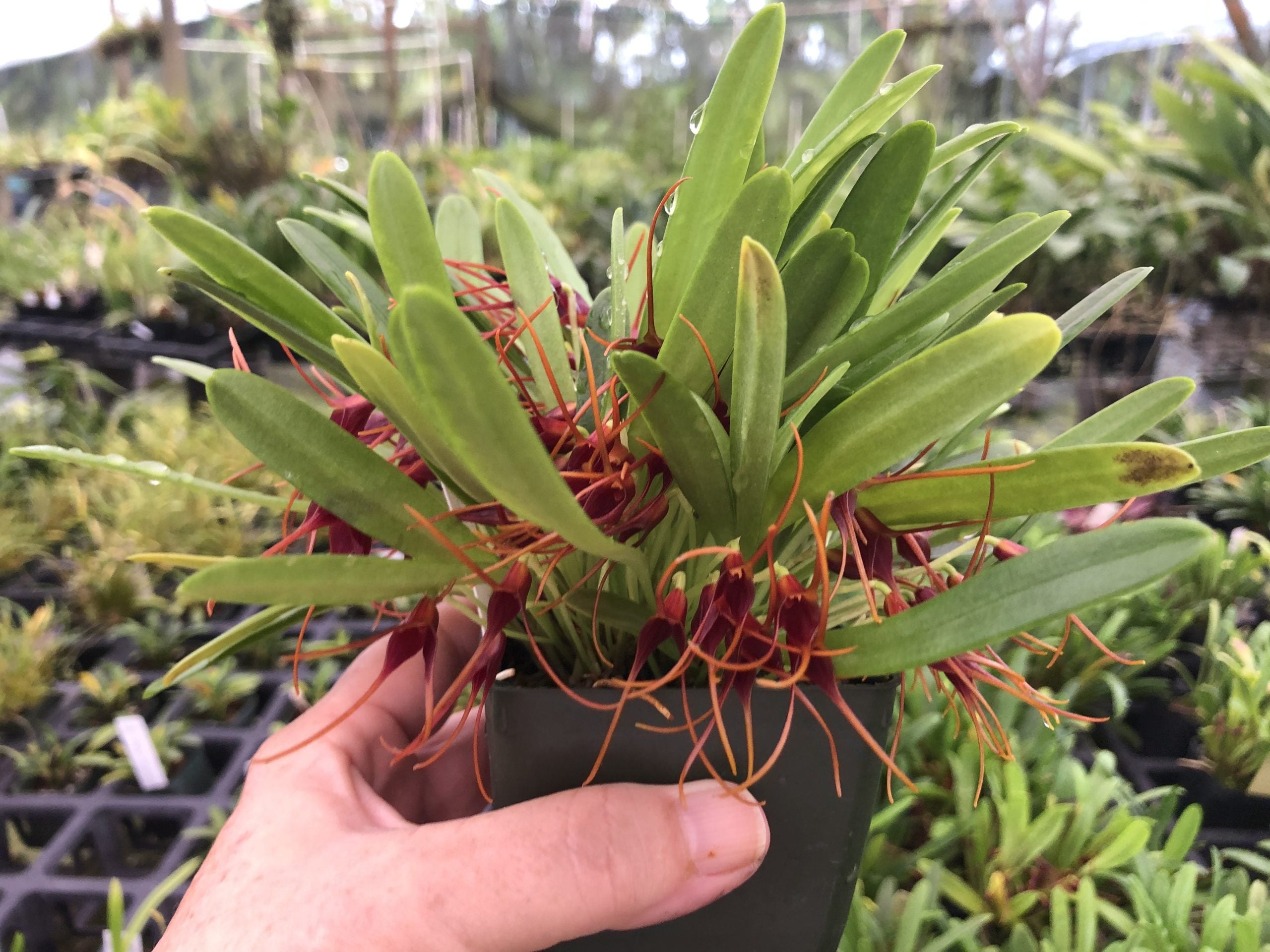 Masdevallia herradurae image 2