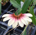 Bulbophyllum Daisy Chain image 0