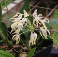 Bulbophyllum laxiflorum image 0