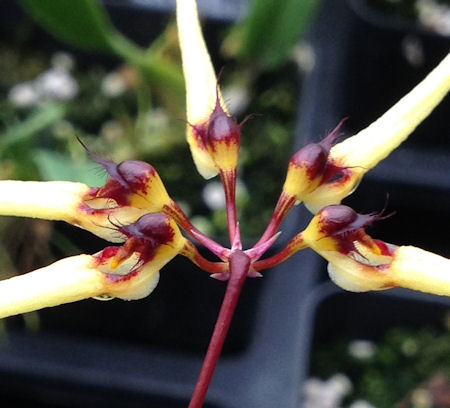 Bulbophyllum serratotruncatum image 0