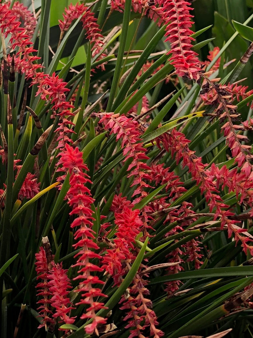 Dendrochilum wenzelii ‘Red’ image 1
