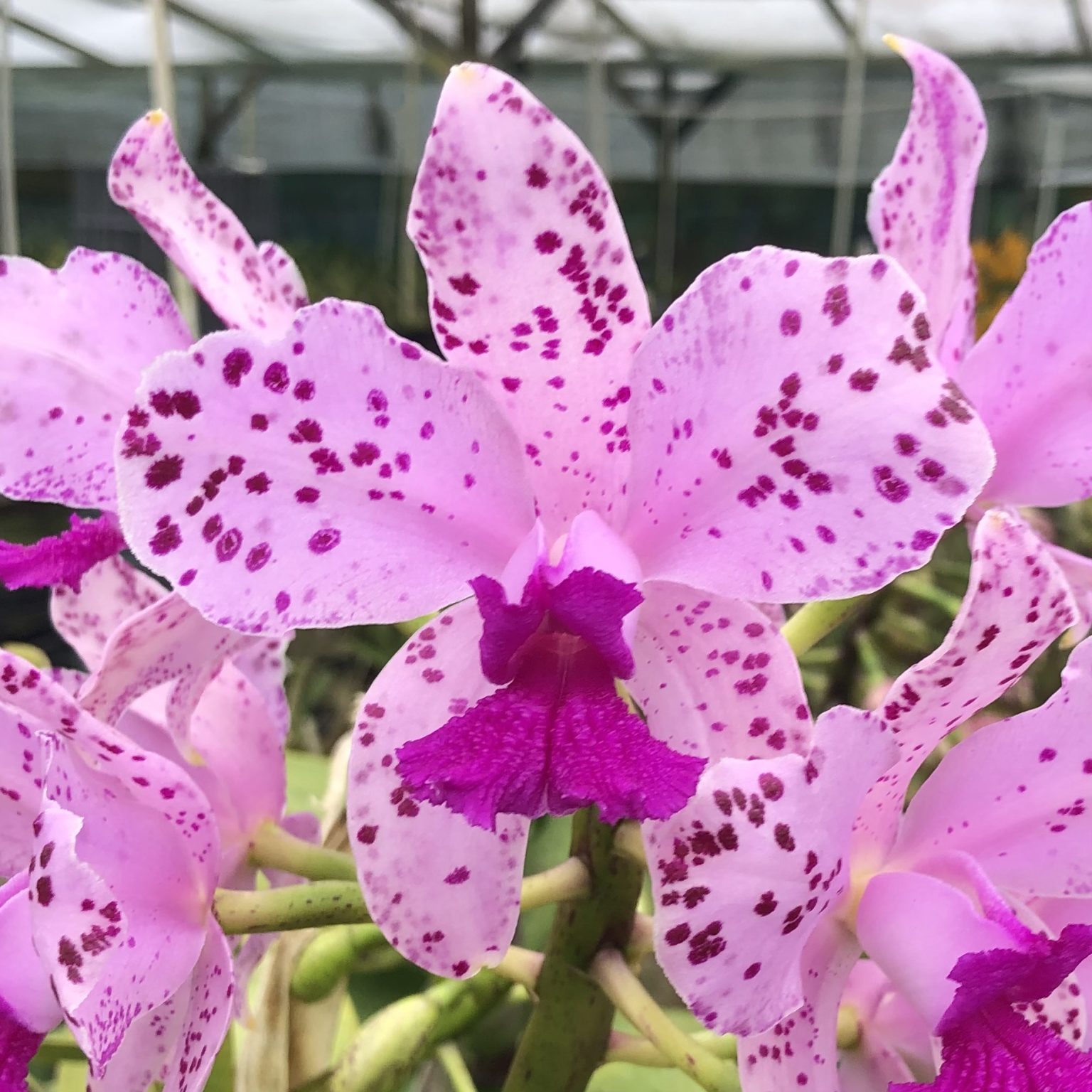 c-amethystoglossa-camino-real-x-h-r-supreme-am-aos-5-cattleya