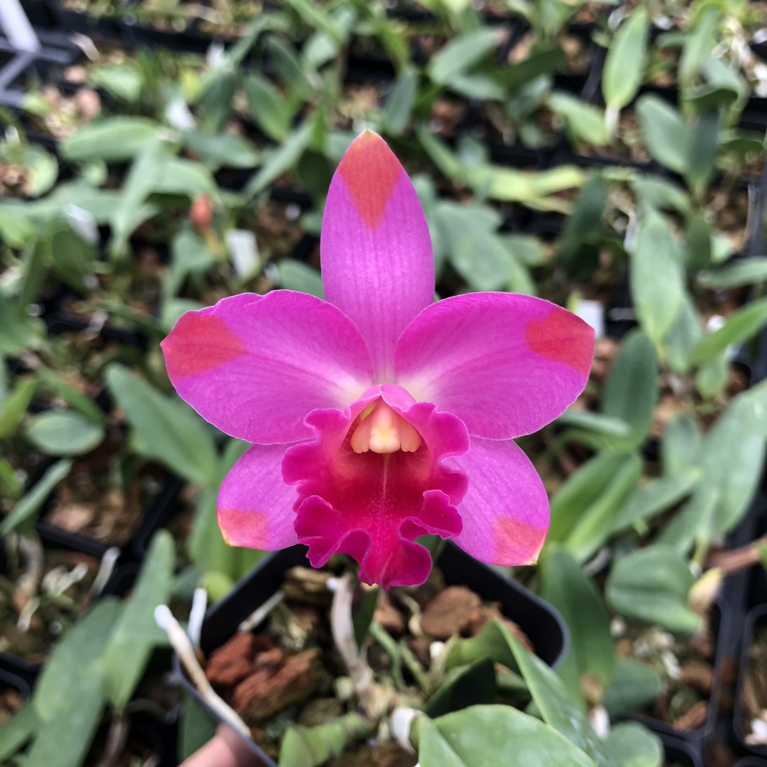 Rth. Coral Gold 'Volcano Queen' Cattleya, Orchid Plants - Kaleialoha ...