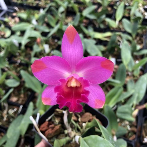 Rlc. Toshi's Magic 'Doris' Cattleya, Orchid Plants - Kaleialoha Orchid Farm