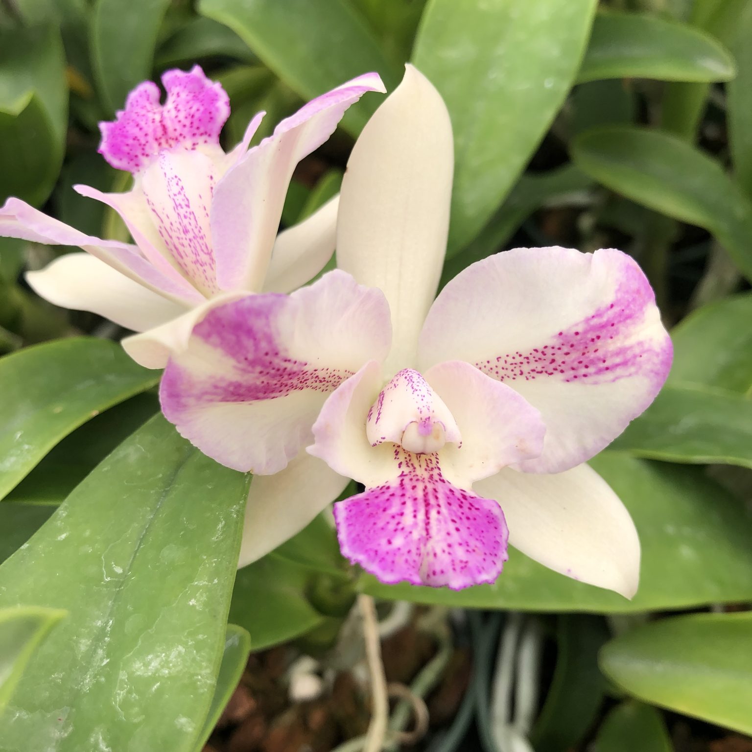 Caulocattleya Ethel’s Paradise “Kaleialoha” Cattleya, Orchid Plants ...